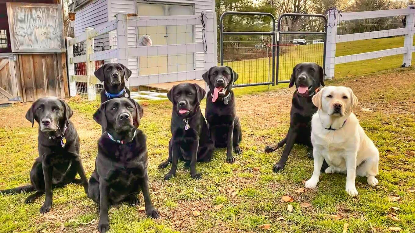 a photo of 7 dogs, all looking at the camera - captured with burst photos on iPhone