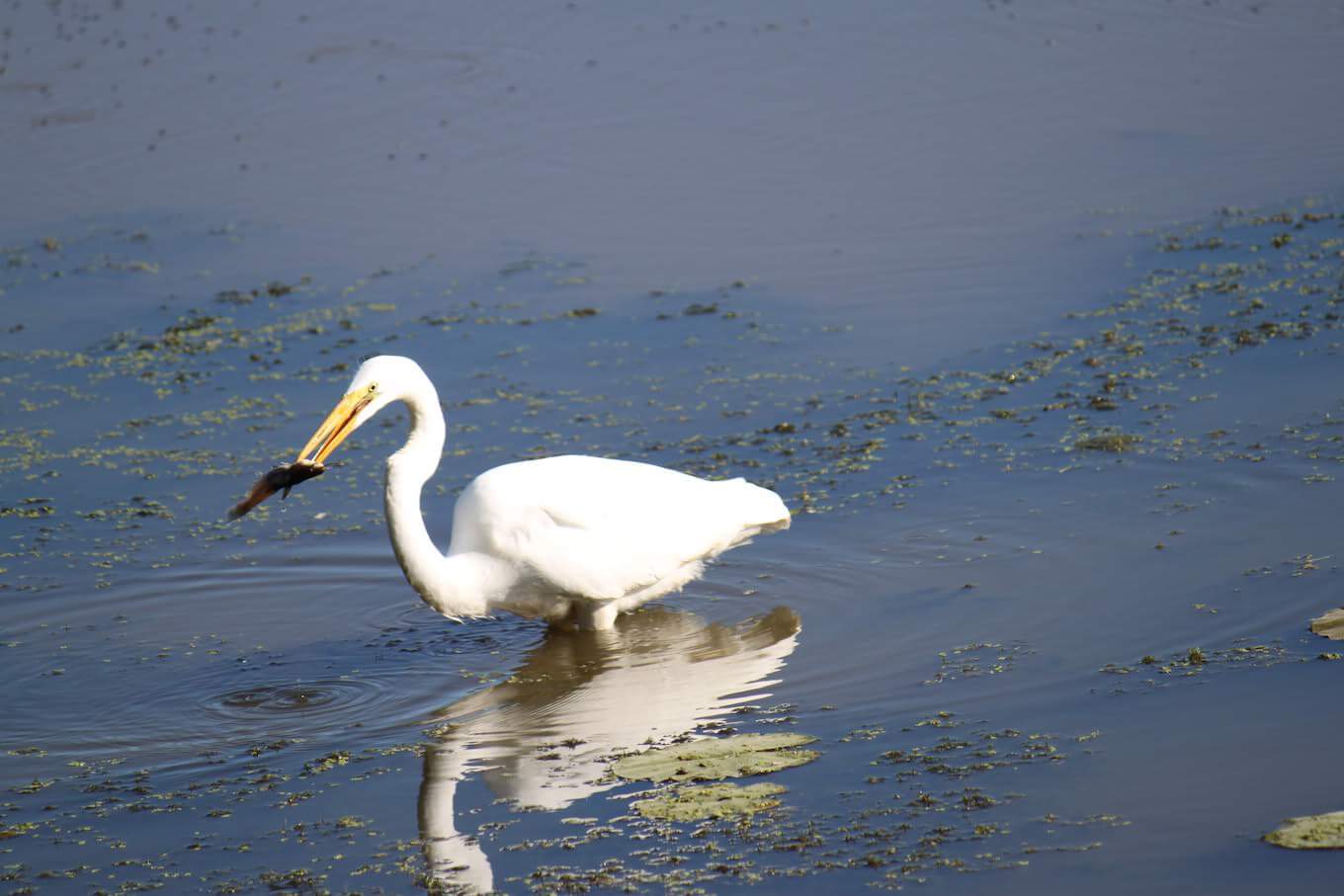 a white egret catching a fish captured using burst photos on iPhone