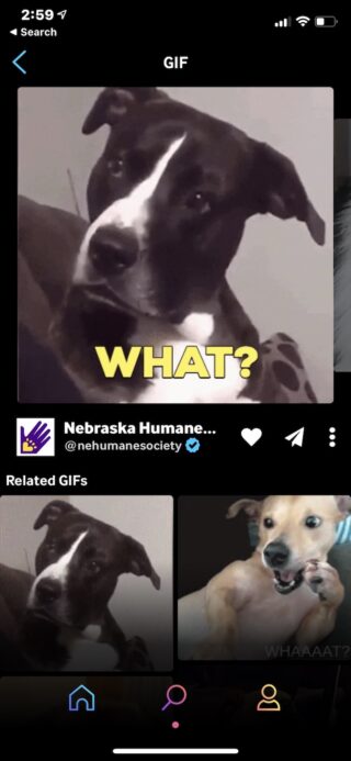 convert gif to live photo without giphy