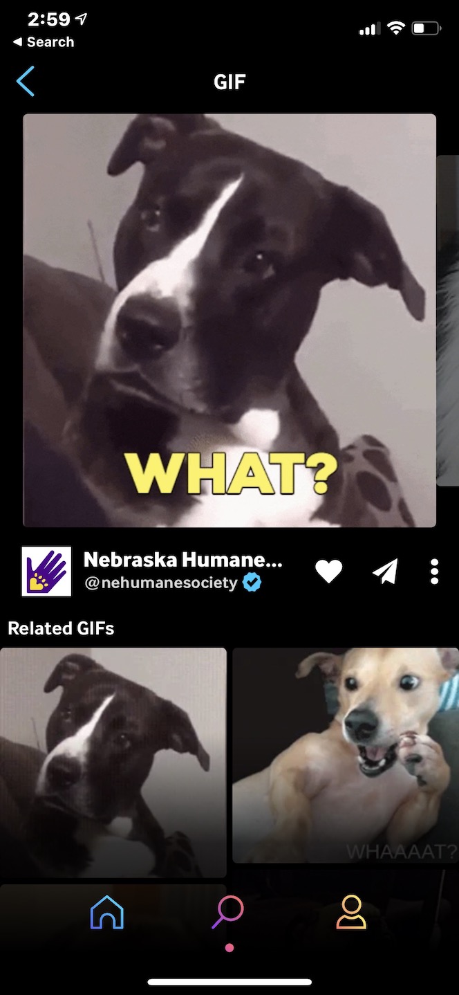 Screenshot showing how to convert GIFs into Live photos via GIPHY