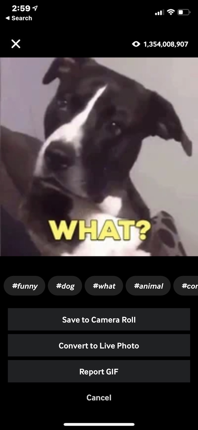 Second screenshot showing how to convert GIFs into Live photos via GIPHY