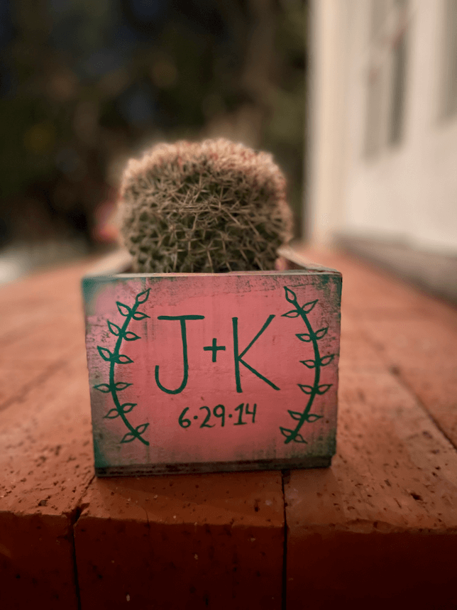 Small cactus in a pink planter with Night mode portrait turned on.