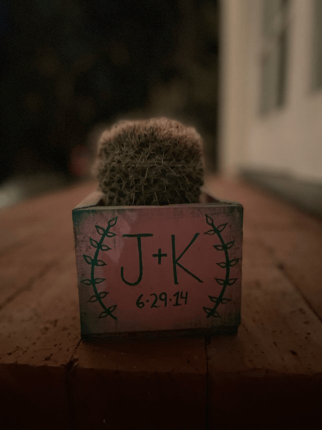 Small cactus in a pink planter with Night mode portrait turned off.