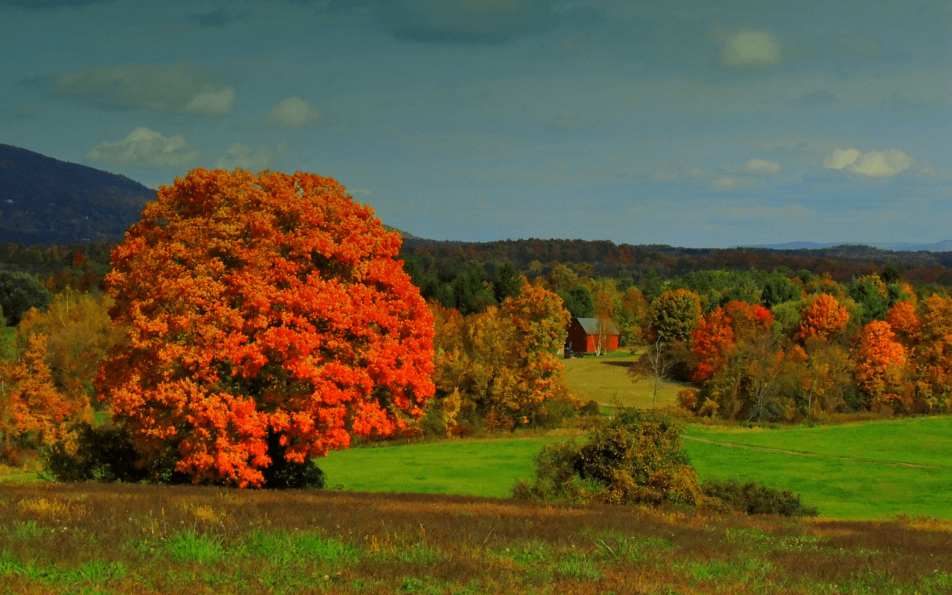 Foto satu pohon maple oranye di sebuah lapangan, menunjukkan aturan sepertiga dalam fotografi.