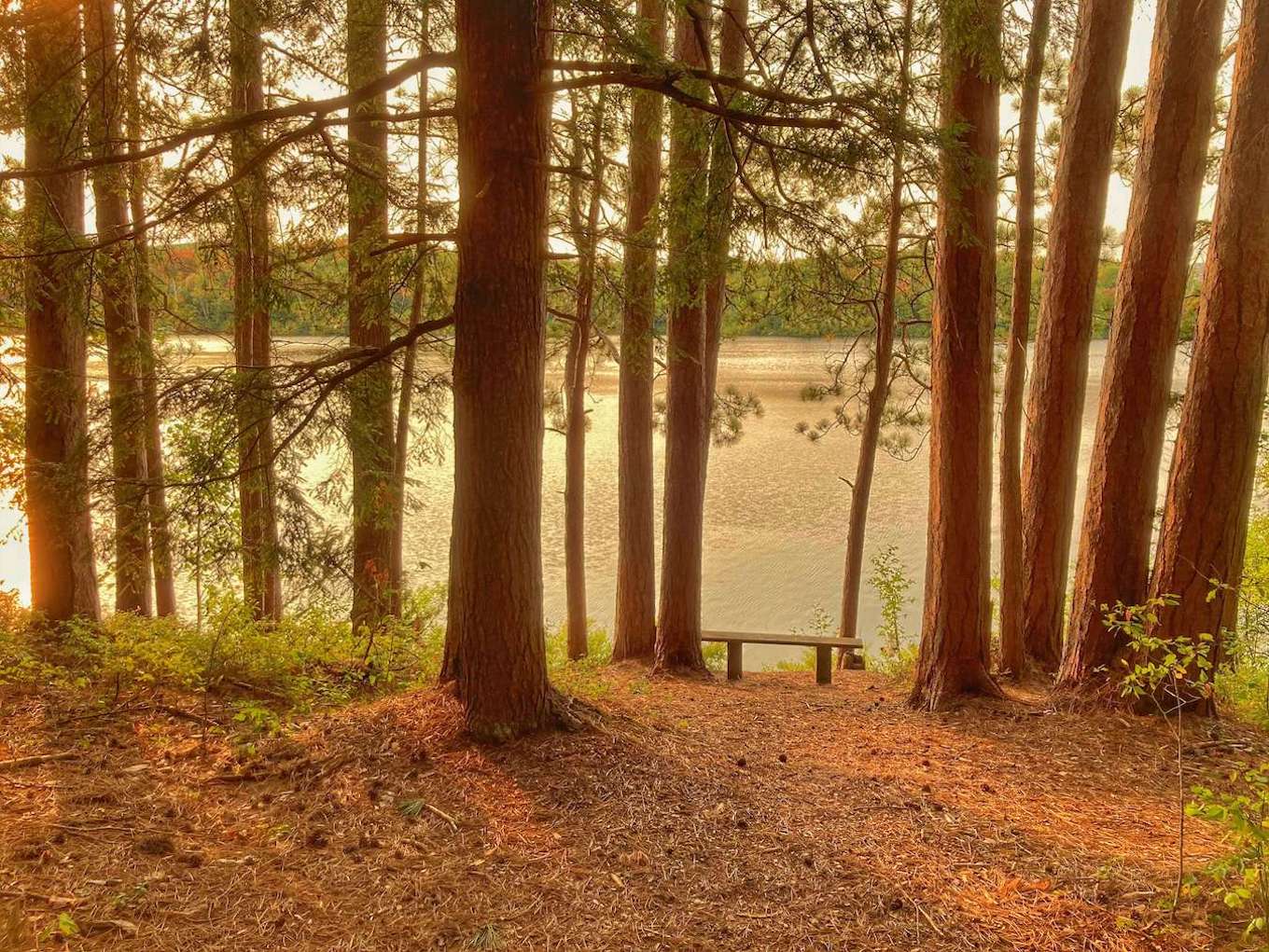 A series of tall trees growing near a lake showing vertical lines in photography.