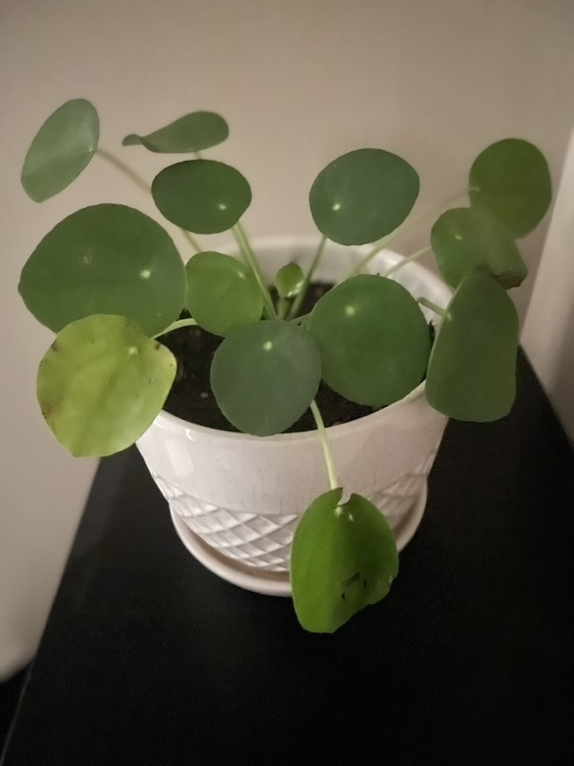 Picture of a money plant using Night mode in Portrait mode in iOS.