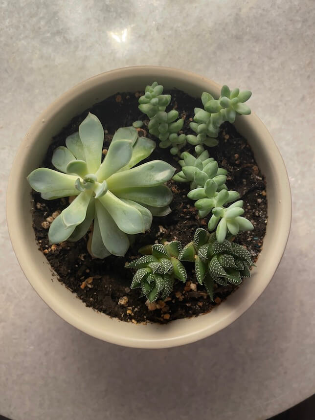 Picture of succulents taken with Apple ProRAW.