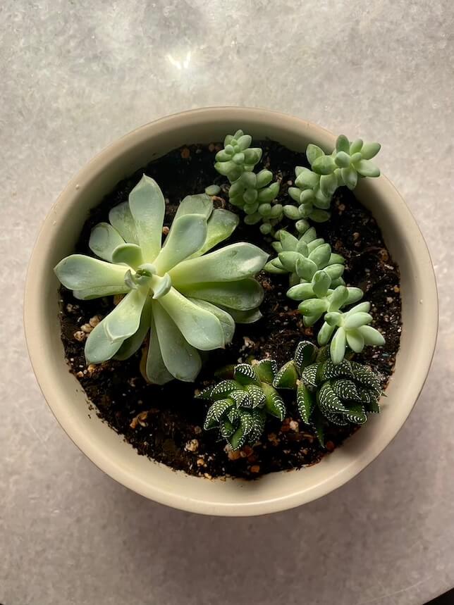 Picture of succulents taken without Apple ProRAW.