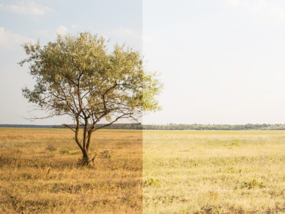 How to get the proper white balance in your iPhone photos: Header image.