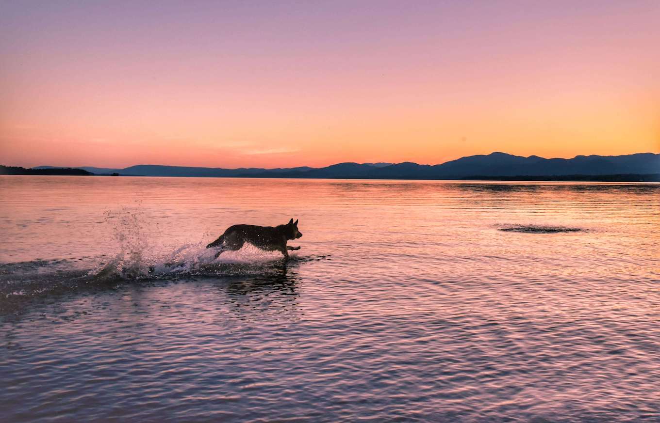 A photo of a dog running through a lake at sunset to demonstrate burst mode for pet photography.