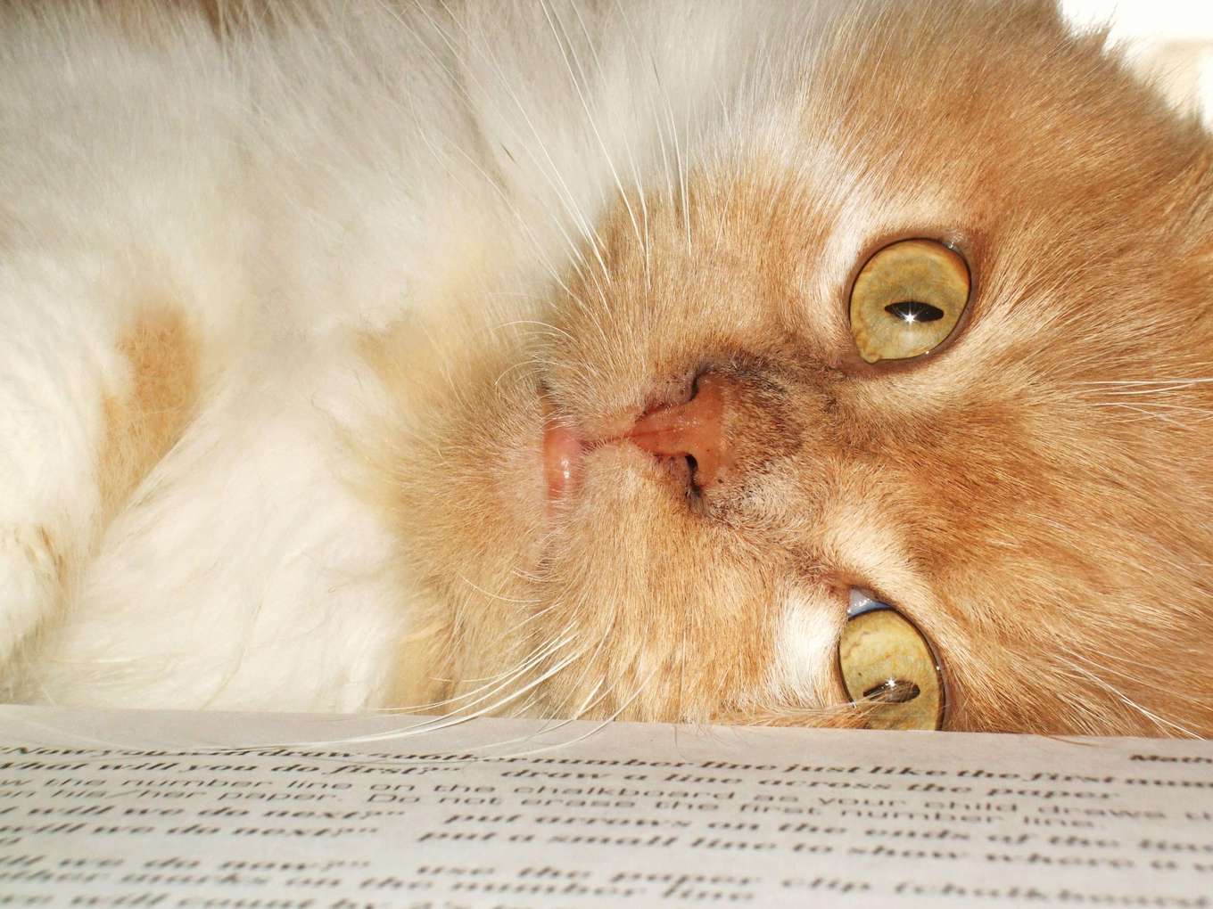 A close-up of an orange and white cat to demonstrate fill the frame in pet photography.