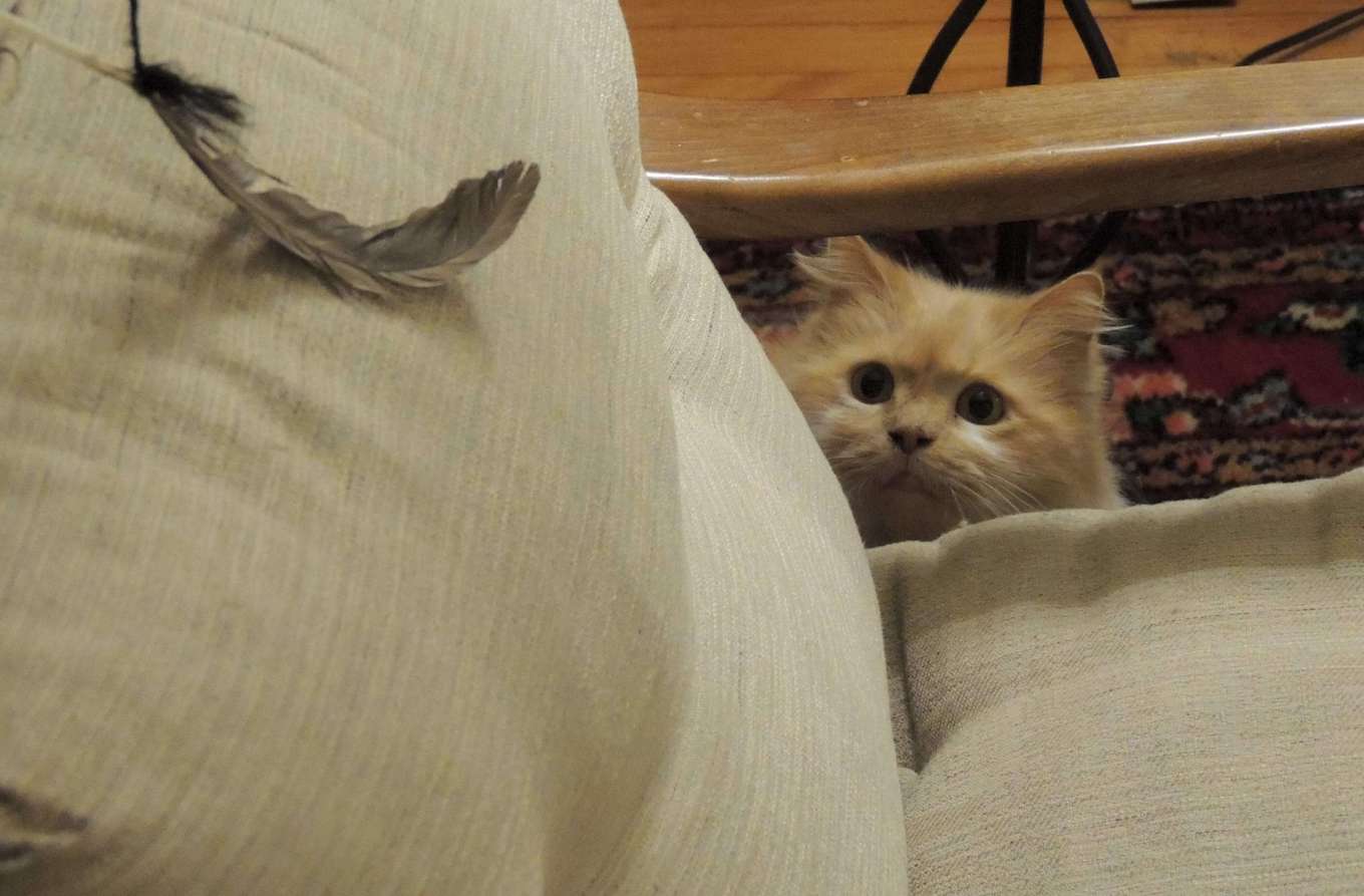 A pet photo of a cat staring at a feather, ready to pounce.