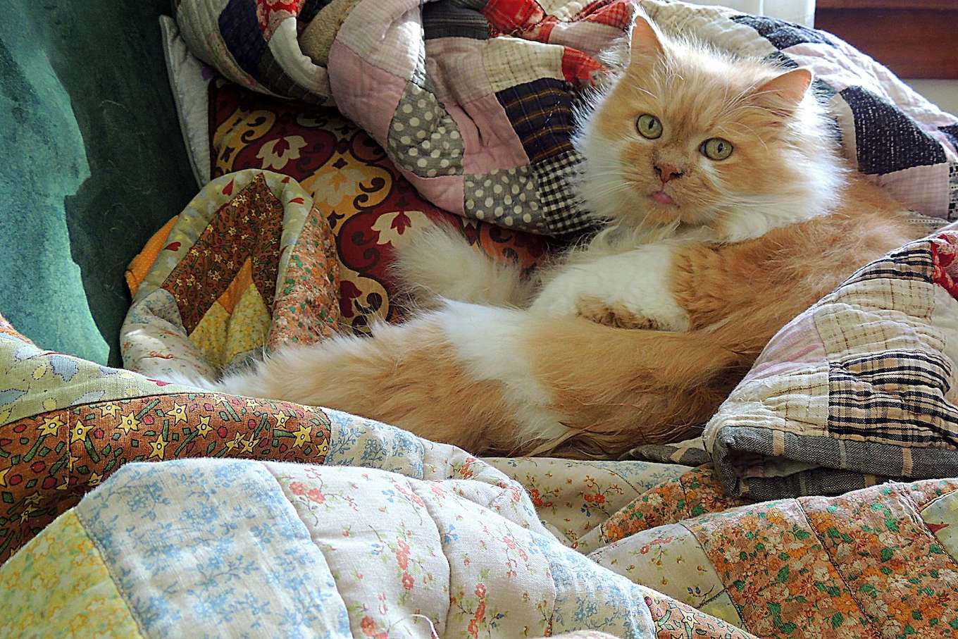 A pet photo of an orange and white cat lying on a pile of colorful quilts.