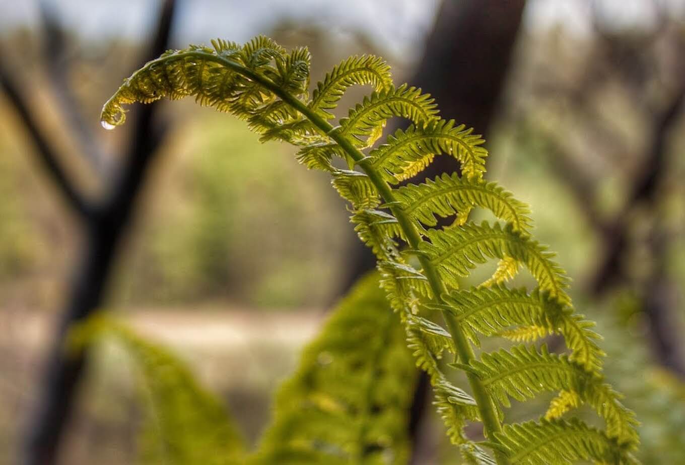 Nature photography can include details in nature such as this fern.

