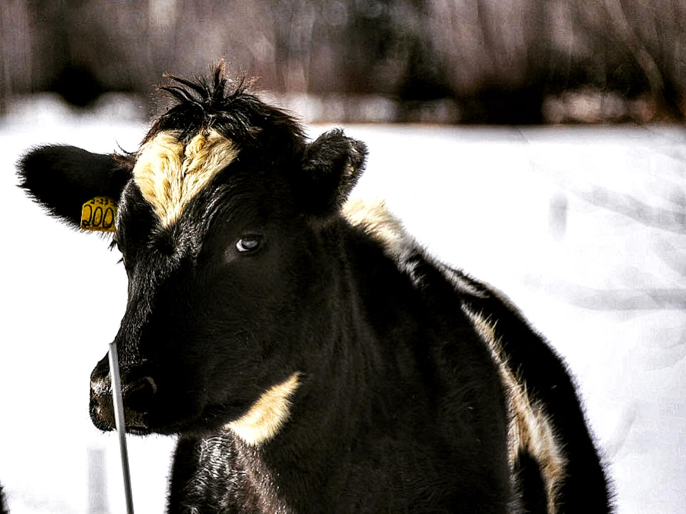 A black and white cow against a white backdrop to demonstrate high contrast photography.