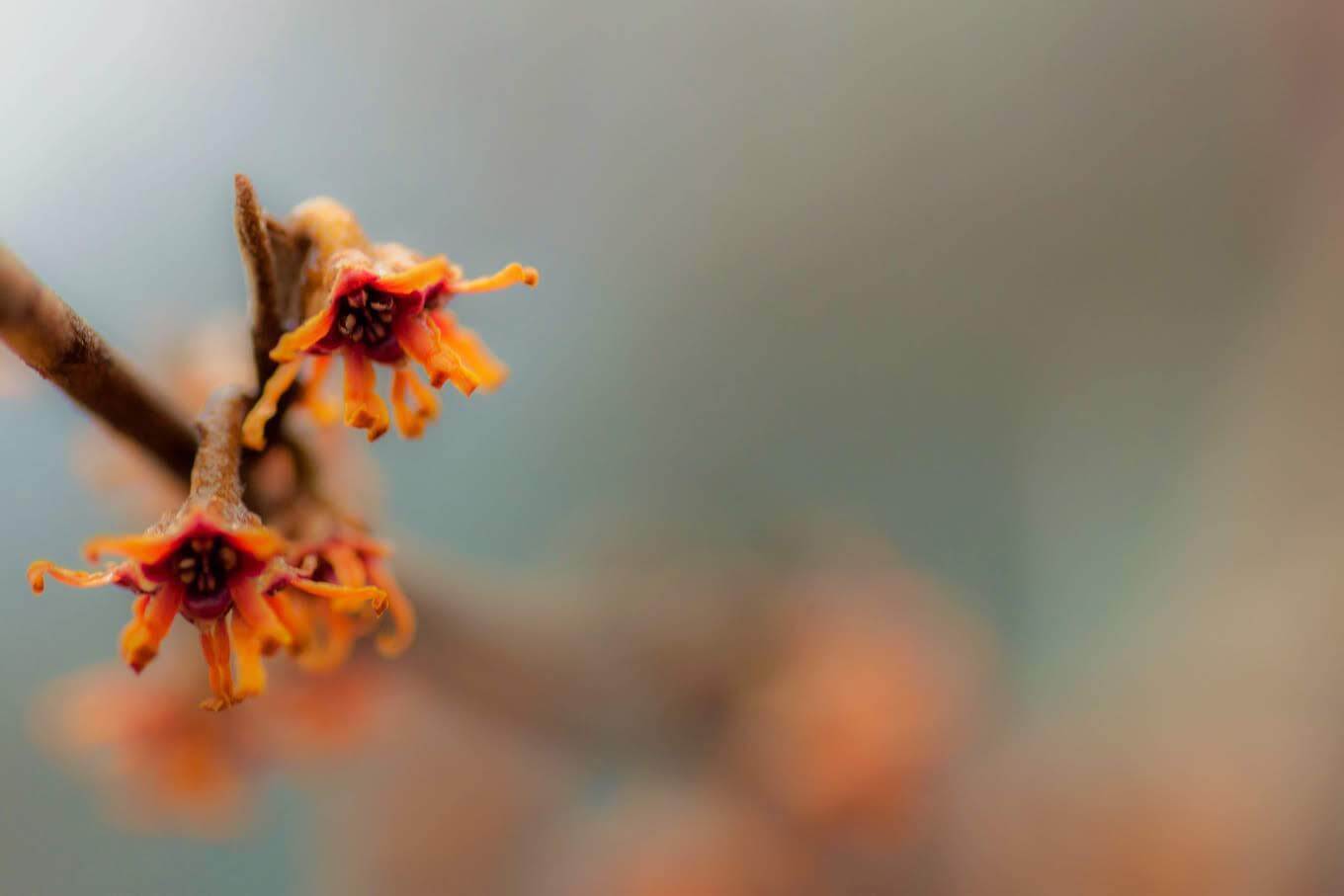 Macro shots can make for stunning abstract nature photos.
