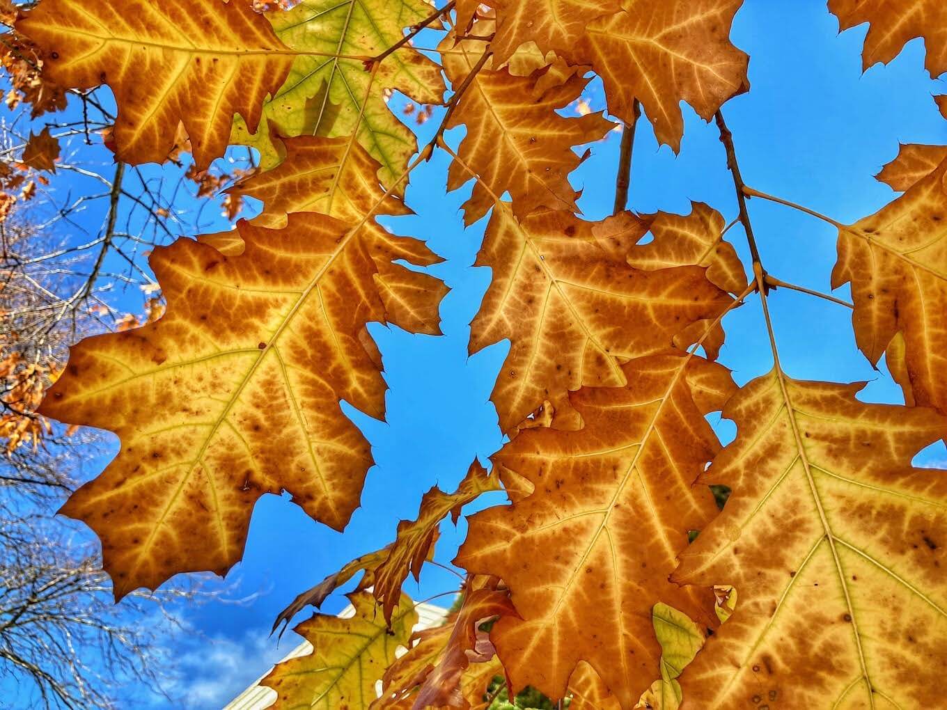 Oak leaves in nature to demonstrate patterns in abstract nature photography.