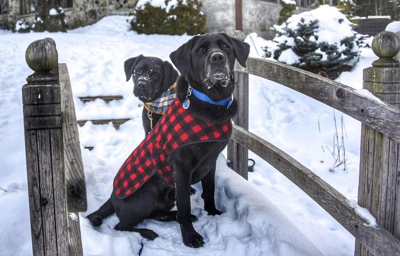 A pet photo of two black dogs sitting in the snow wearing coats.