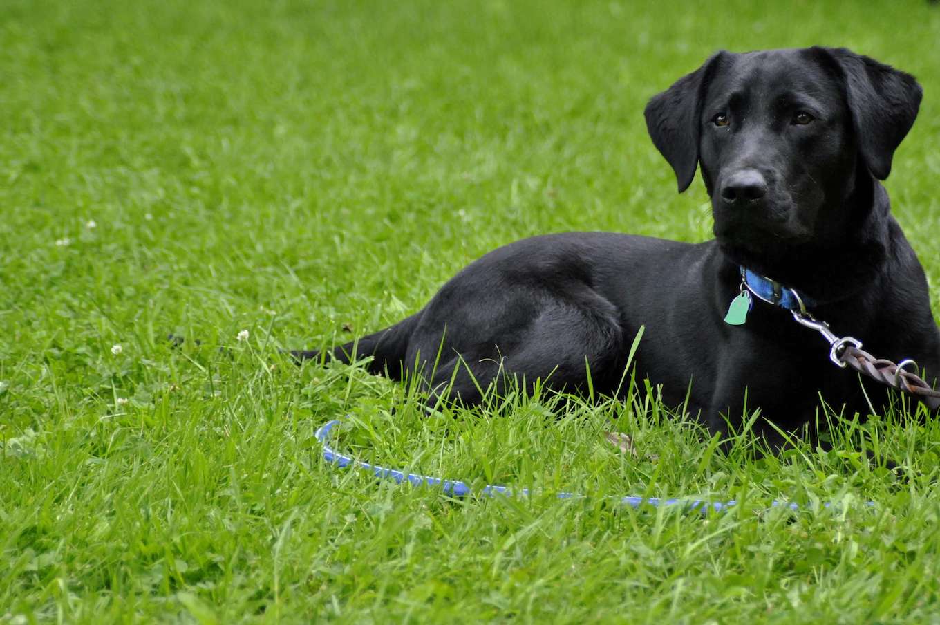 A photo of a black dog surrounded by green grass to demonstrate using a simple background in pet photography.