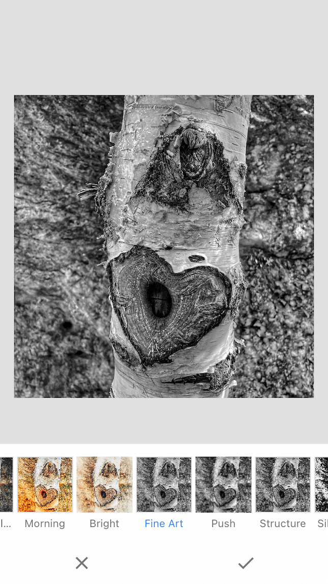 A black and white filter applied over a birch tree to accentuate the texture of the subject.