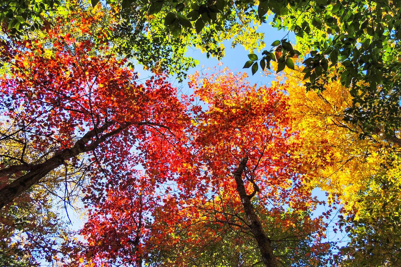 A fall photo of leaves against the sky.