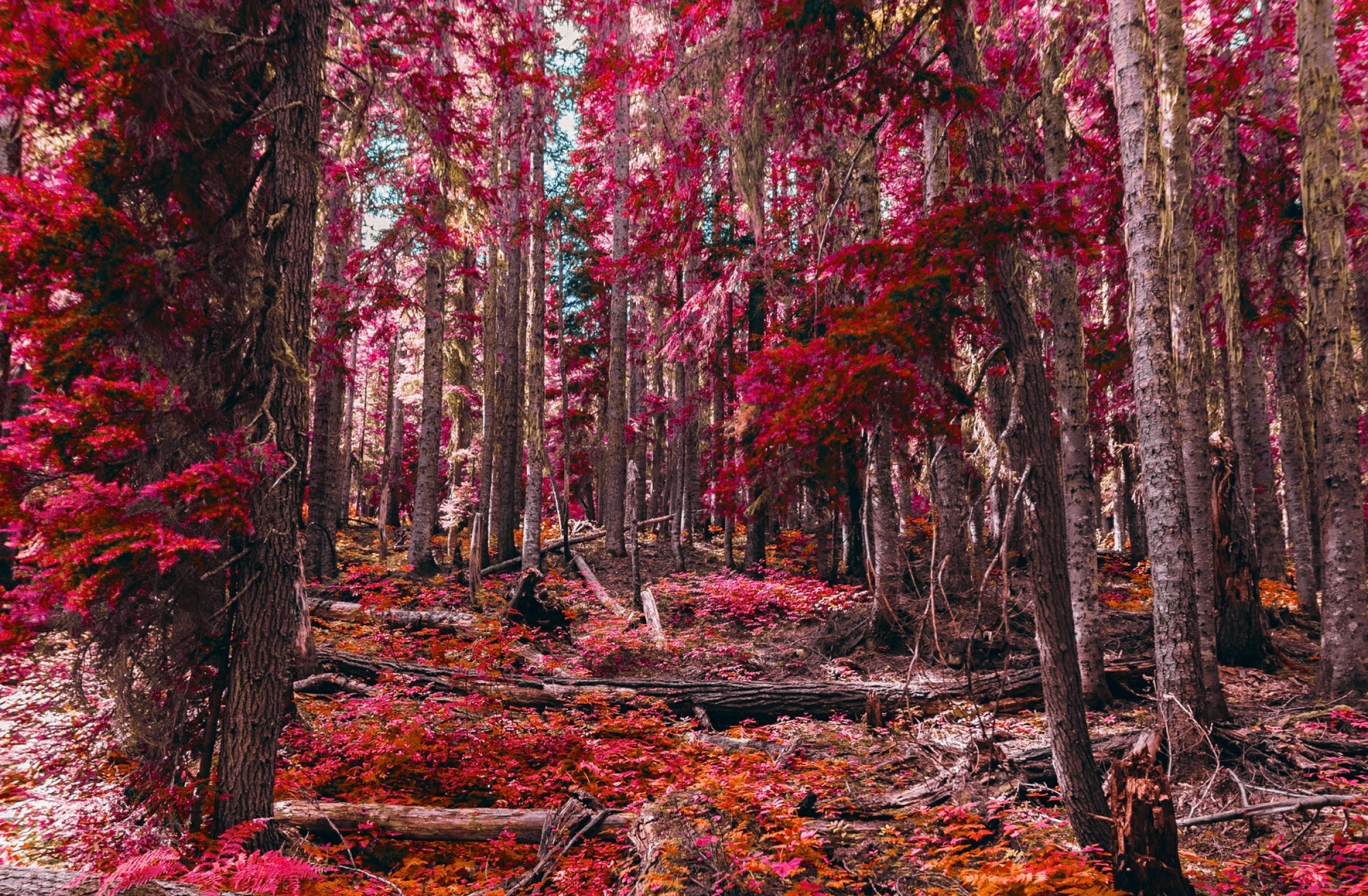 How To Master Infrared Photography With Your Iphone