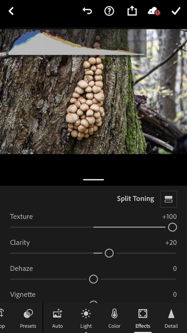 A second screenshot of some mushrooms on a tree with the Lightroom texture slider used to increase texture in the photo.