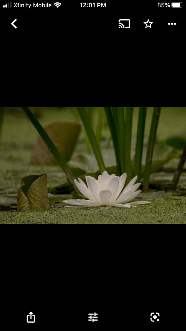 A screenshot of a water lily photo in Google Photos.