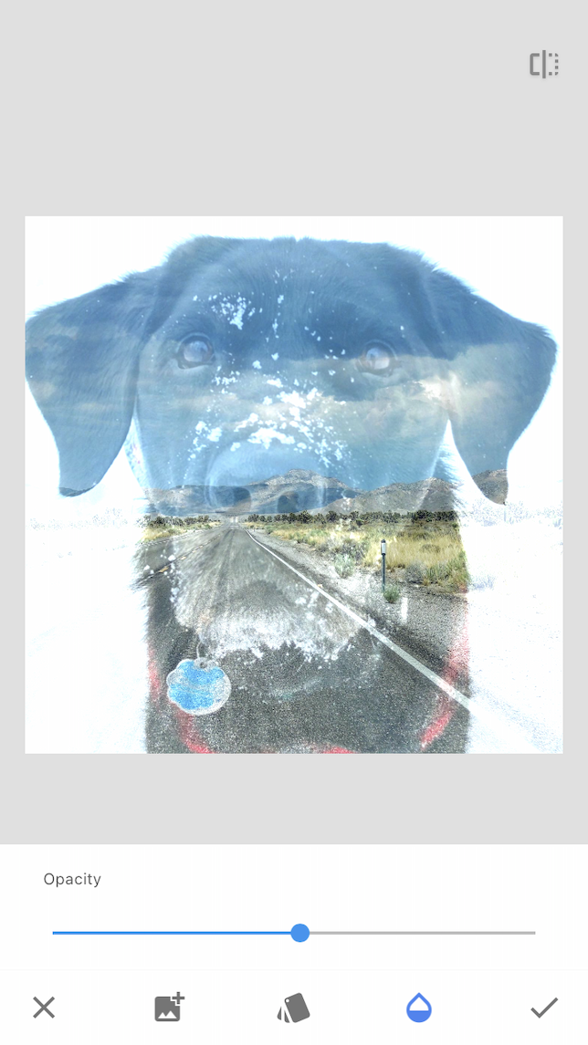 A completed double exposure image of a dog and a landscape created in Snapseed.