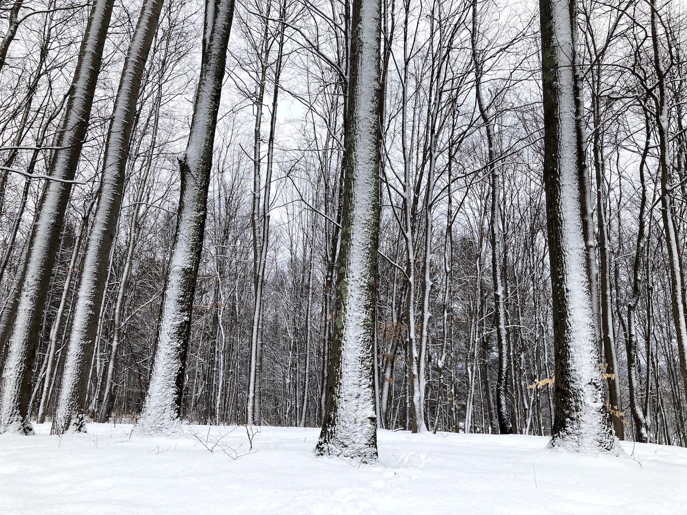 Forest photography after a snowstorm.