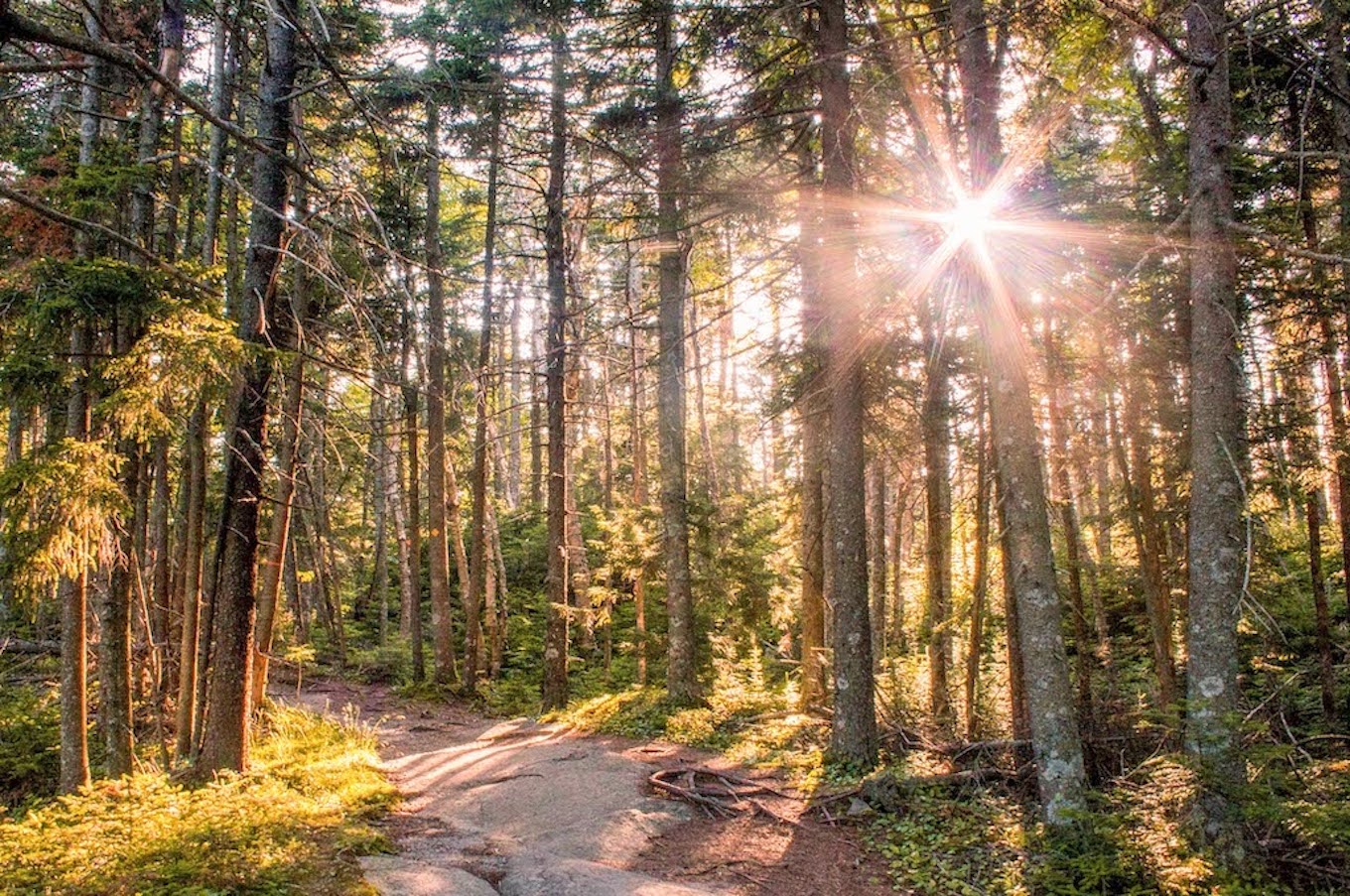 The sun shines through the woods on top of a local mountain.