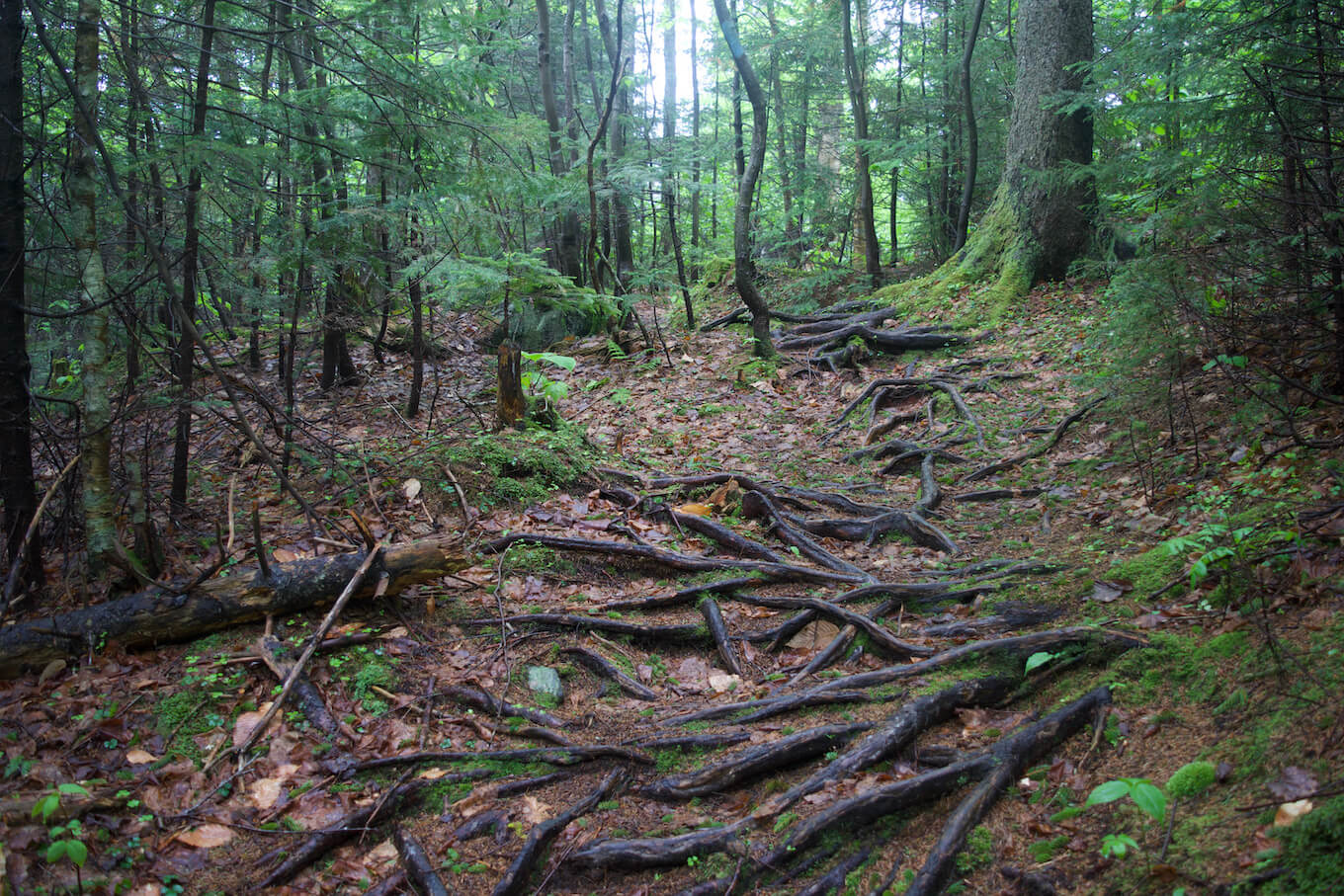 A trail covered with roots demonstrates how important it is to change perspective while taking forest photos.