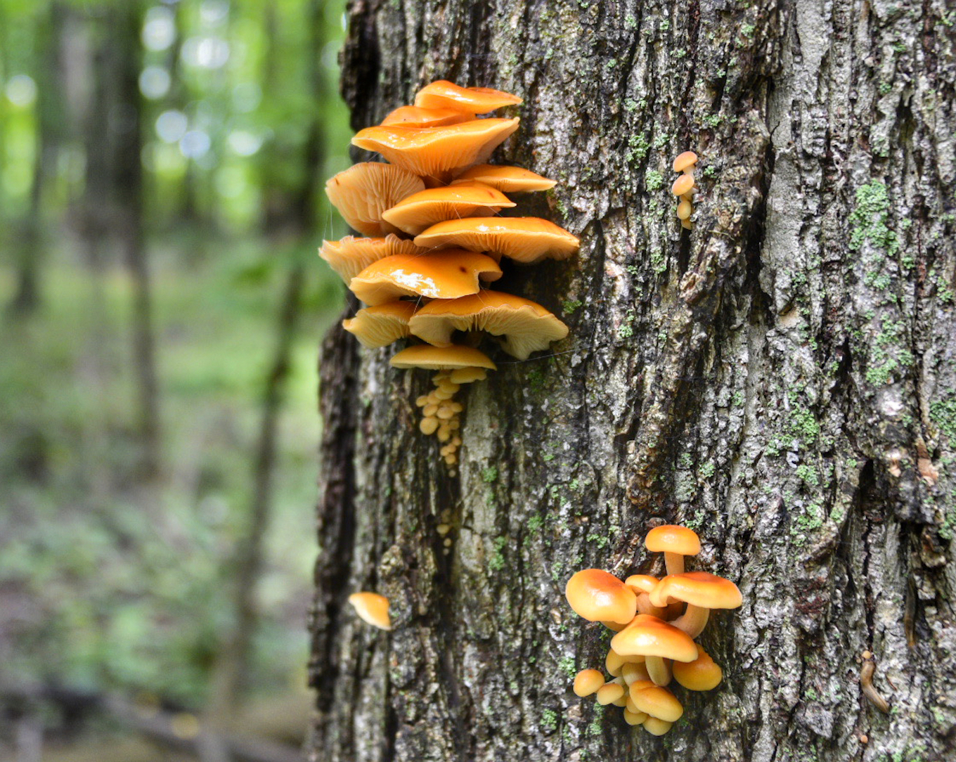 A macro forest photo featuring mushrooms growing on the side of a tree.