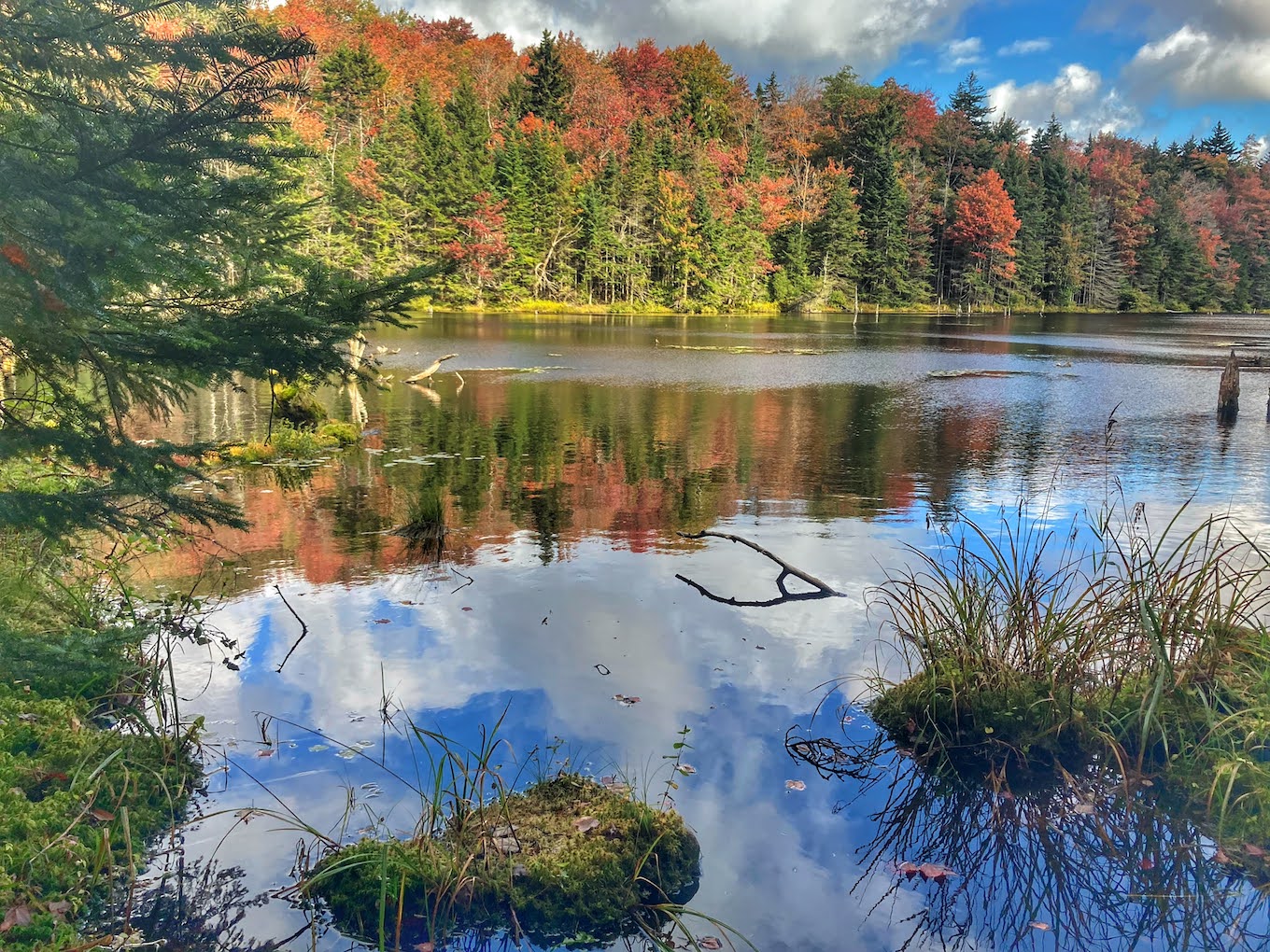 A forest photo featuring fall foliage reflecting on a small pond.